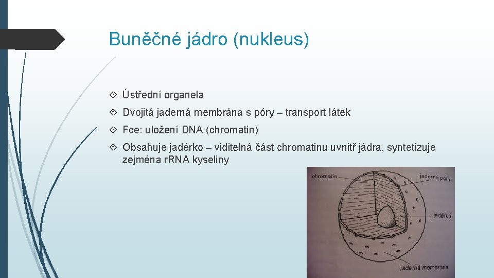 Buněčné jádro (nukleus) Ústřední organela Dvojitá jaderná membrána s póry – transport látek Fce: