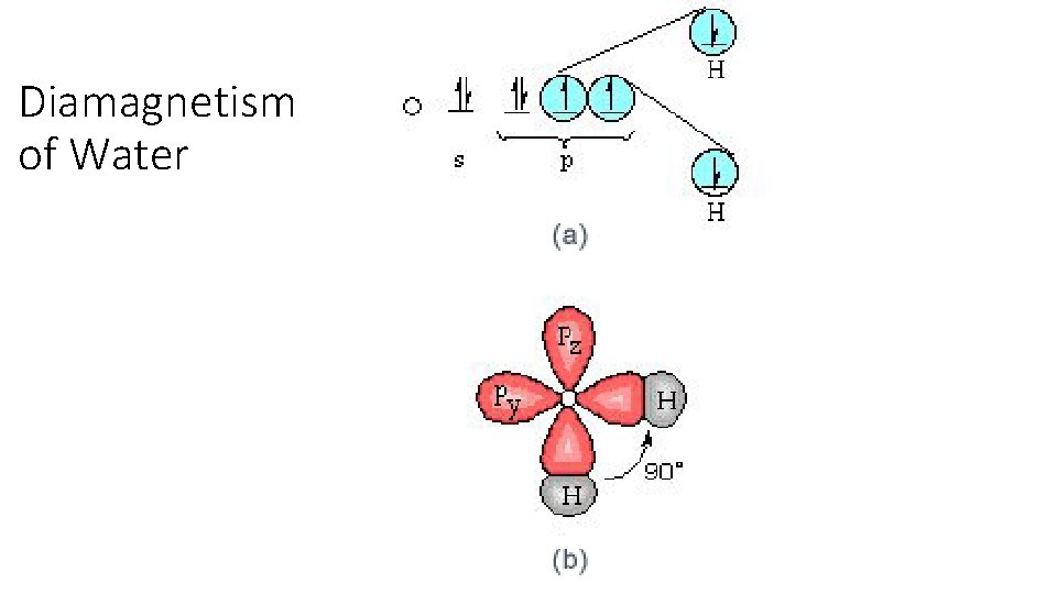 Diamagnetism of Water 