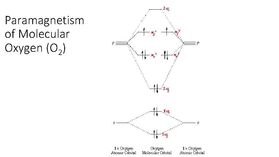 Paramagnetism of Molecular Oxygen (O 2) 