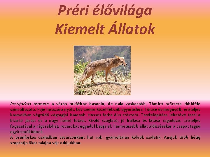 Préri élővilága Kiemelt Állatok Prérifarkas termete a vörös rókáéhoz hasonló, de nála vaskosabb. Tömött