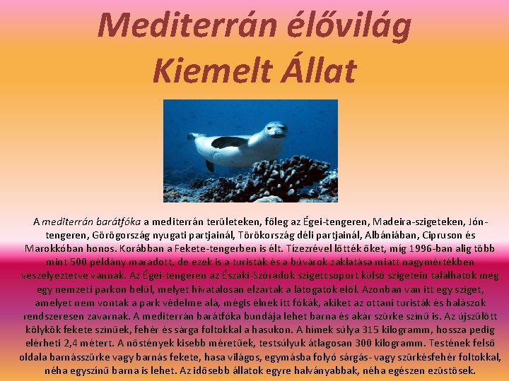 Mediterrán élővilág Kiemelt Állat A mediterrán barátfóka a mediterrán területeken, főleg az Égei-tengeren, Madeira-szigeteken,