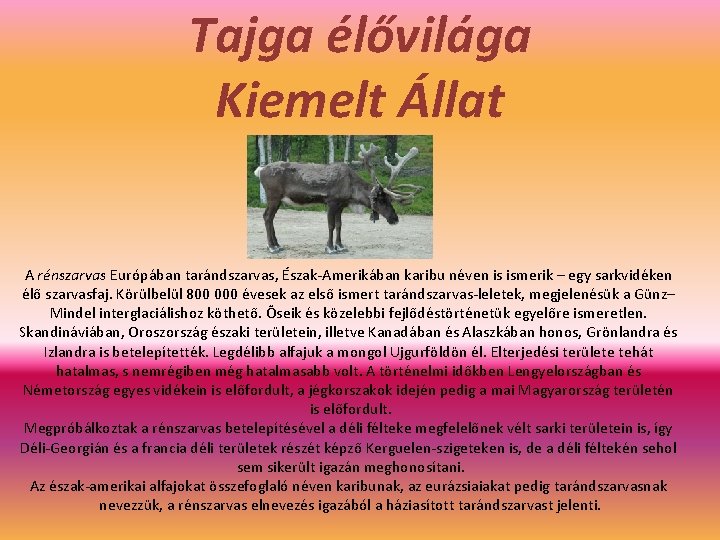Tajga élővilága Kiemelt Állat A rénszarvas Európában tarándszarvas, Észak-Amerikában karibu néven is ismerik –