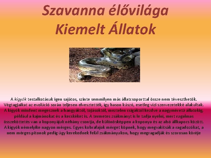Szavanna élővilága Kiemelt Állatok A kígyók testalkotásuk igen sajátos, szinte semmilyen más állatcsoporttal össze