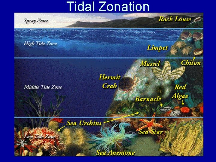 Tidal Zonation 