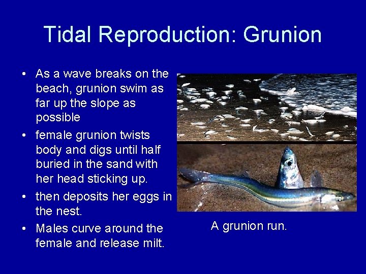 Tidal Reproduction: Grunion • As a wave breaks on the beach, grunion swim as