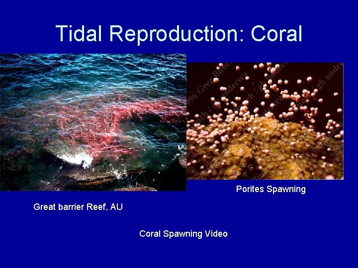 Tidal Reproduction: Coral Porites Spawning Great barrier Reef, AU Coral Spawning Video 