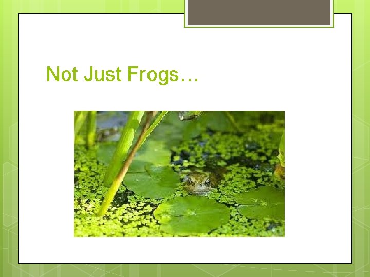 Not Just Frogs… 