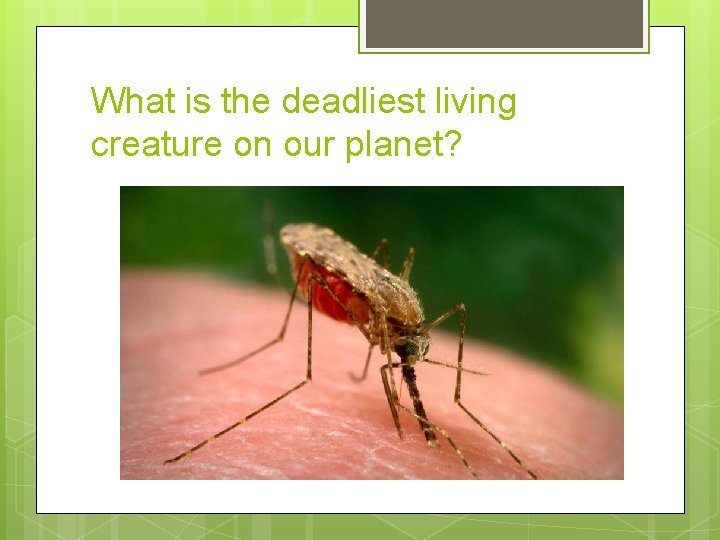What is the deadliest living creature on our planet? 