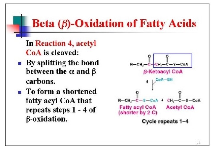 Beta Oxidation 