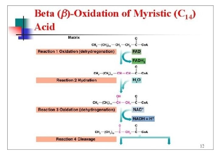 Beta Oxidation 
