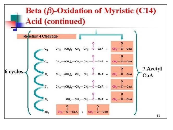 Beta Oxidation 