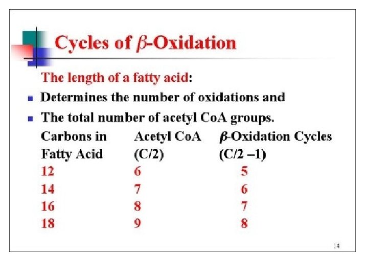 Beta Oxidation 