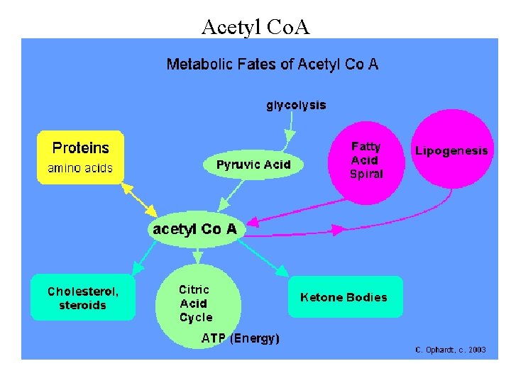 Acetyl Co. A 