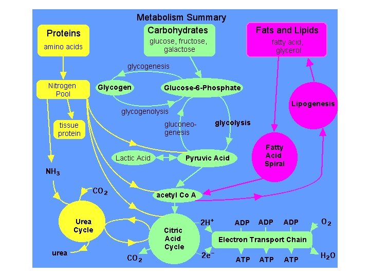 Lipid Metabolism 