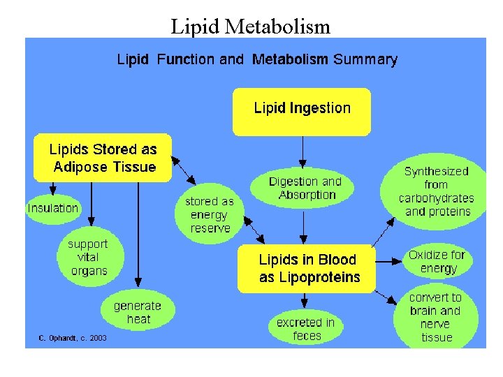 Lipid Metabolism 