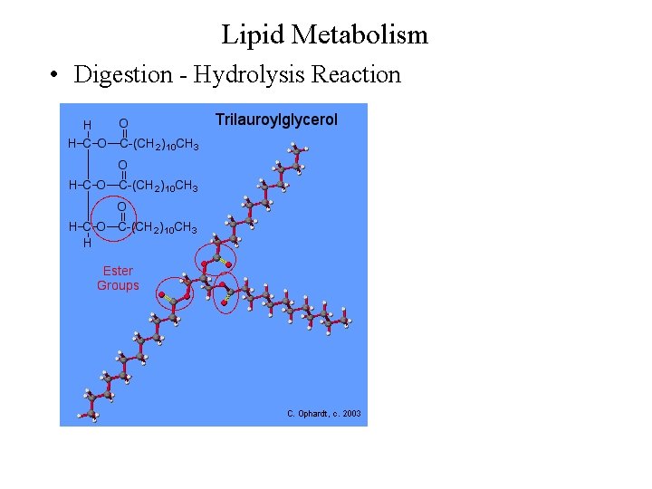 Lipid Metabolism • Digestion - Hydrolysis Reaction 