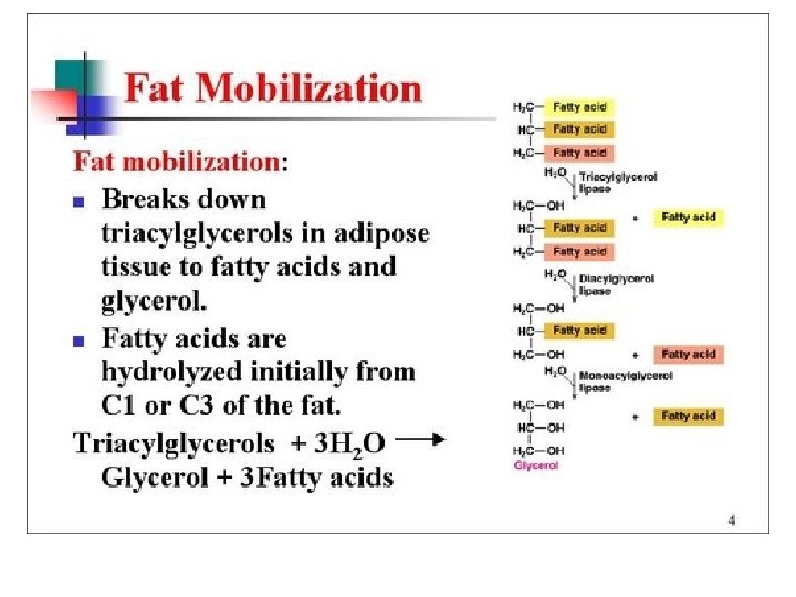 Lipid Metabolism 