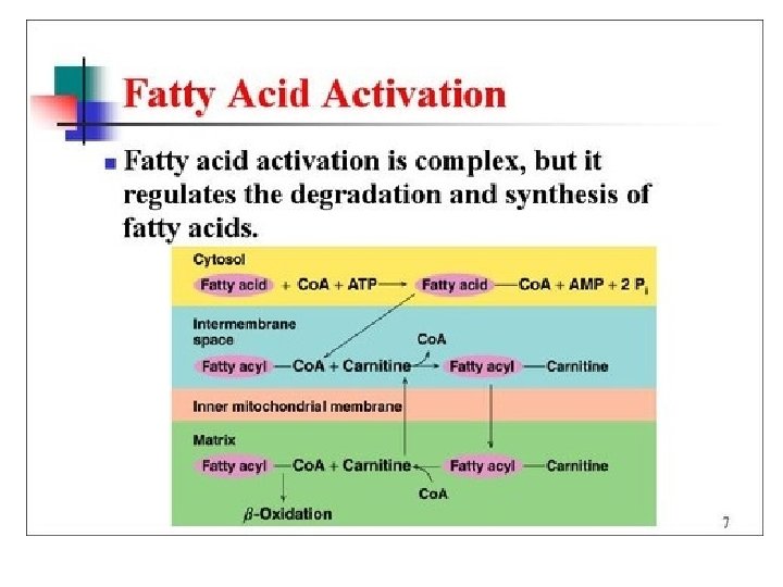 Lipid Metabolism 