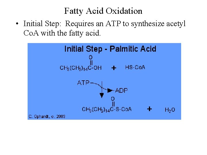 Fatty Acid Oxidation • Initial Step: Requires an ATP to synthesize acetyl Co. A