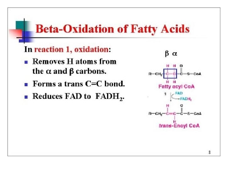 Beta Oxidation 