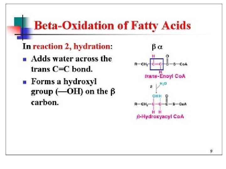 Beta Oxidation 