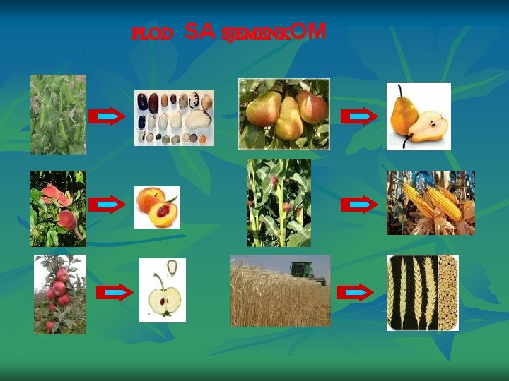 PLOD SA SJEMENKOM 