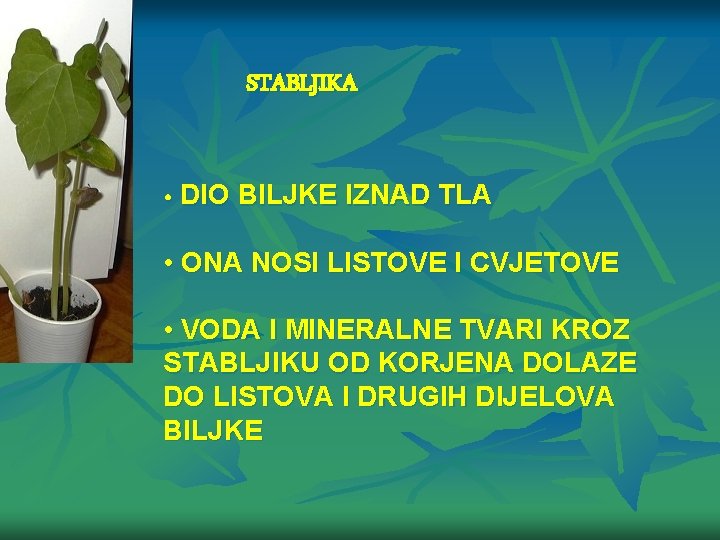 STABLJIKA • DIO BILJKE IZNAD TLA • ONA NOSI LISTOVE I CVJETOVE • VODA