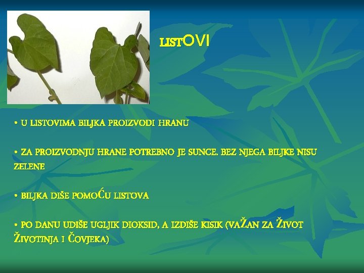 LISTOVI • U LISTOVIMA BILJKA PROIZVODI HRANU • ZA PROIZVODNJU HRANE POTREBNO JE SUNCE.