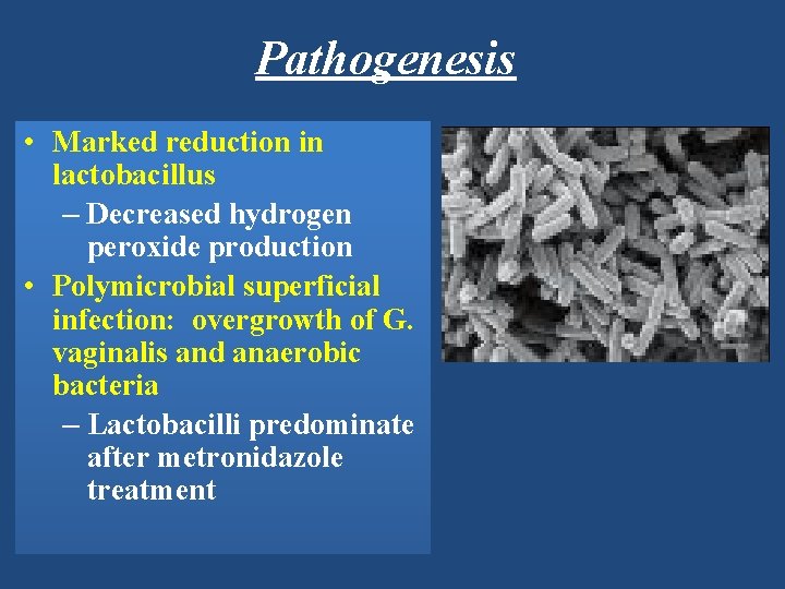 Pathogenesis • Marked reduction in lactobacillus – Decreased hydrogen peroxide production • Polymicrobial superficial