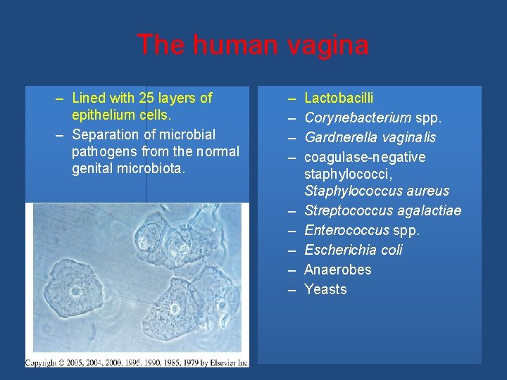 The human vagina – Lined with 25 layers of epithelium cells. – Separation of