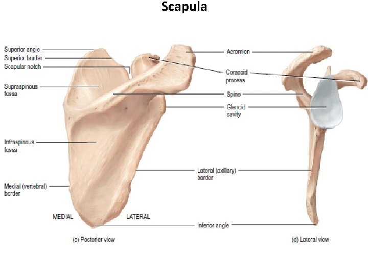 Scapula 