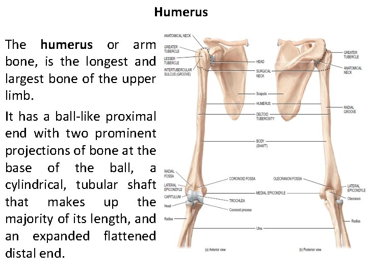 Humerus The humerus or arm bone, is the longest and largest bone of the