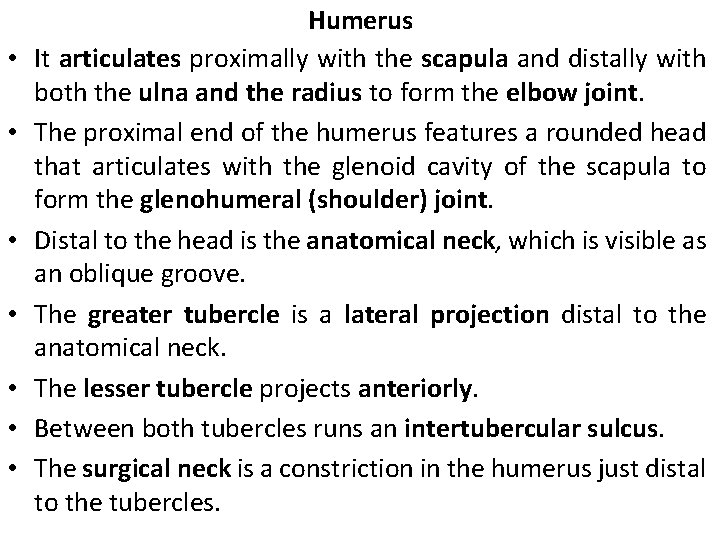  • • Humerus It articulates proximally with the scapula and distally with both