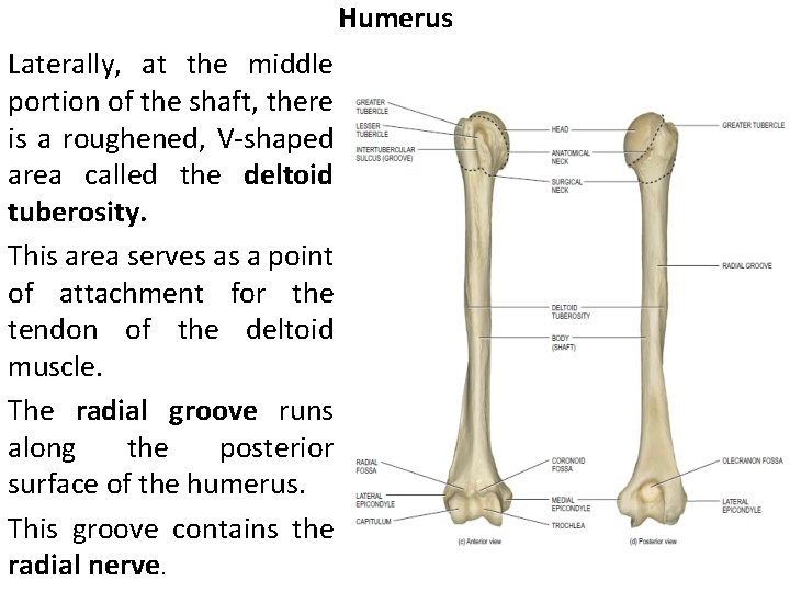 Humerus Laterally, at the middle portion of the shaft, there is a roughened, V-shaped