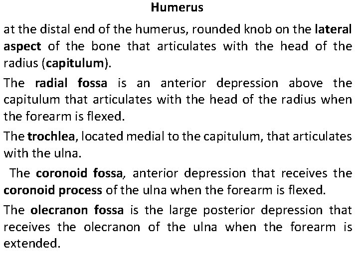 Humerus at the distal end of the humerus, rounded knob on the lateral aspect