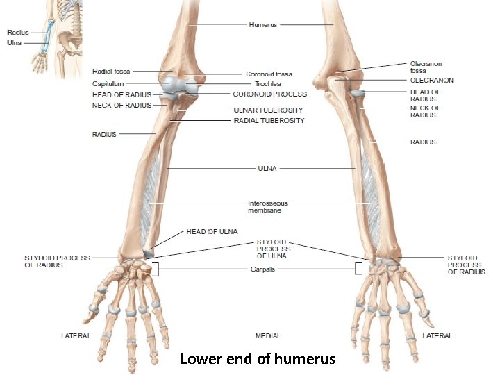 Lower end of humerus 