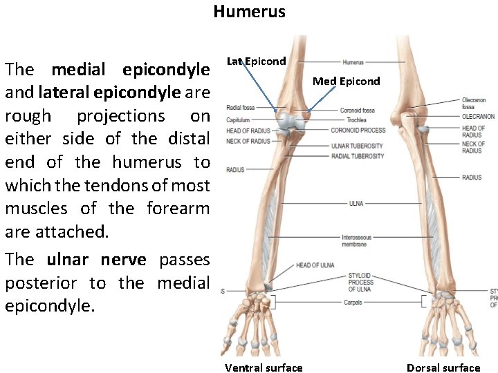 Humerus The medial epicondyle and lateral epicondyle are rough projections on either side of