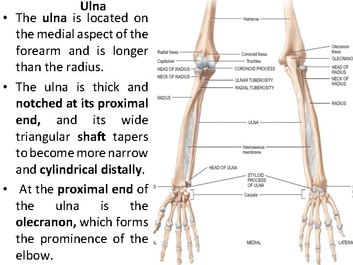 Ulna • The ulna is located on the medial aspect of the forearm and