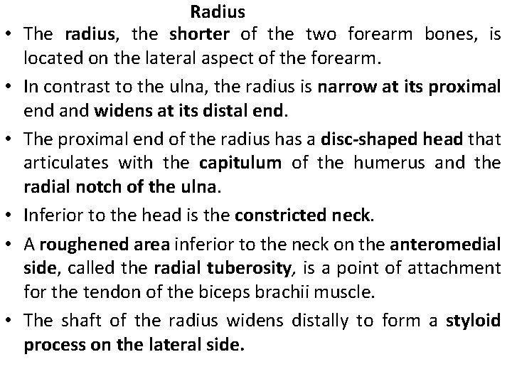  • • • Radius The radius, the shorter of the two forearm bones,