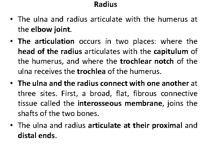 Radius • The ulna and radius articulate with the humerus at the elbow joint.