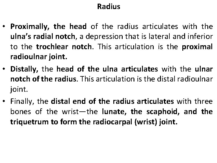 Radius • Proximally, the head of the radius articulates with the ulna’s radial notch,