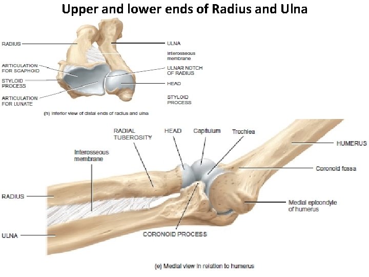 Upper and lower ends of Radius and Ulna 