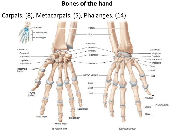 Bones of the hand Carpals. (8), Metacarpals. (5), Phalanges. (14) 