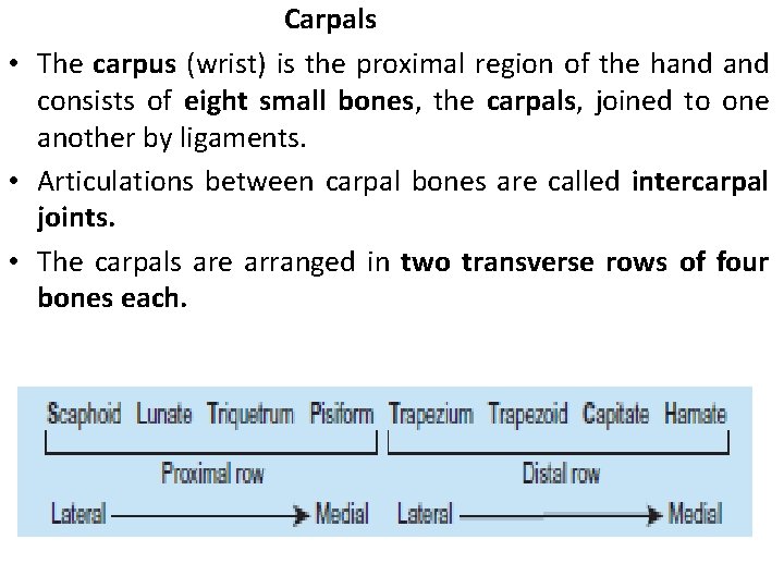 Carpals • The carpus (wrist) is the proximal region of the hand consists of