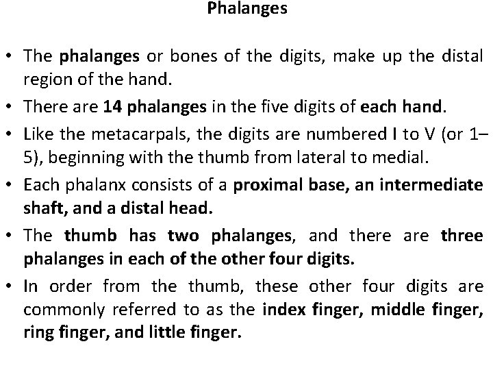 Phalanges • The phalanges or bones of the digits, make up the distal region