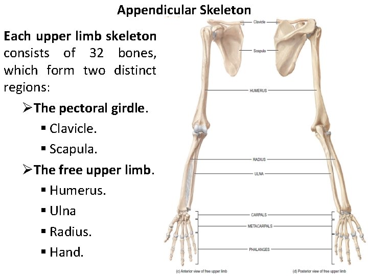 Appendicular Skeleton Each upper limb skeleton consists of 32 bones, which form two distinct