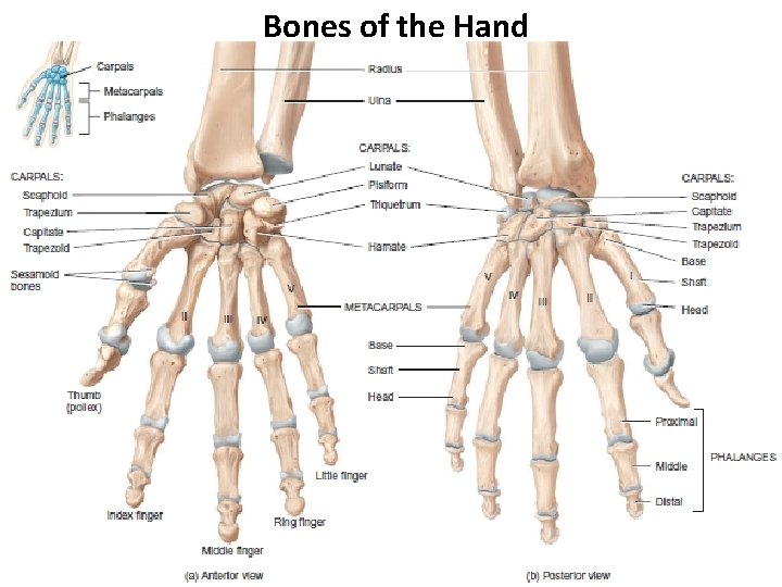 Bones of the Hand 