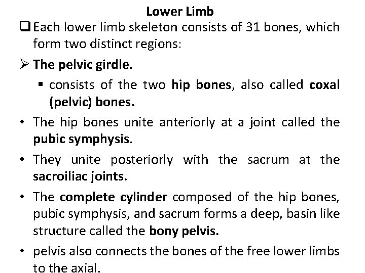 Lower Limb q Each lower limb skeleton consists of 31 bones, which form two