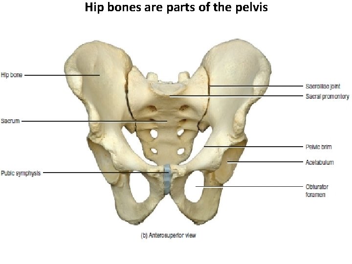 Hip bones are parts of the pelvis 