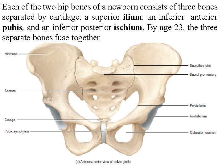 Each of the two hip bones of a newborn consists of three bones separated